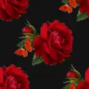 Red Rose on black background