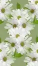 white flowers