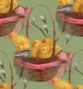 chicks