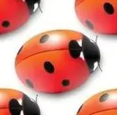 ladybird