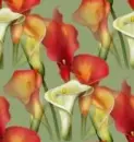 callas