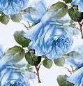 blue rosa