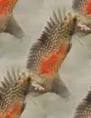 kea