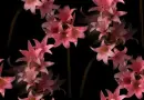 lilies