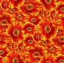 orange flowers