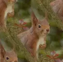 squirrel