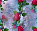 red rosa