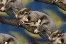 flying squirrel