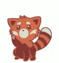 red panda