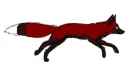 red fox