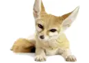 fennec