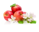 Apple AND BLOSSOMS