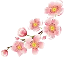 Apple Blossoms