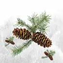 Snowy Pinecones