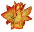 tulip