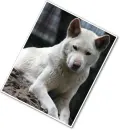 albino dingo