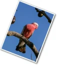 cockatoo