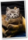 kitty