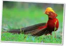 gold pheasant