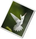 albino hummingbird