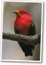 pipra