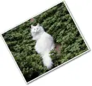 white cat