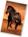 brown horse
