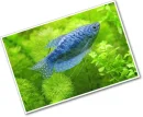 blue fish