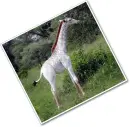albino giraffe