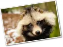 tanuki