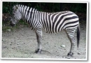 zebra