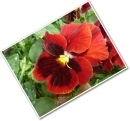 pansy