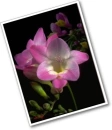 freesia
