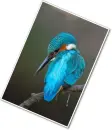 alcedo