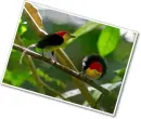 2 pipra
