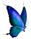 Blue Butterfly