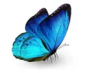 Blue Butterfly