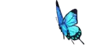 Lil Blue Butterfly