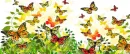 Butterflies