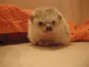 hedgehog