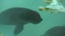 manati