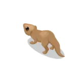 rodent