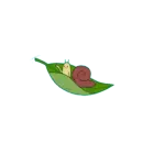 snail