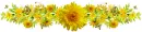 Yellow Flowers & Butterflies