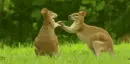 kangaroos