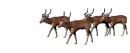 antilopes