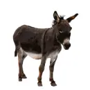 donkey