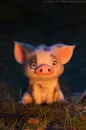 pig