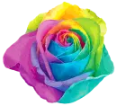 Rainbow Rose