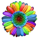 Rainbow Daisy